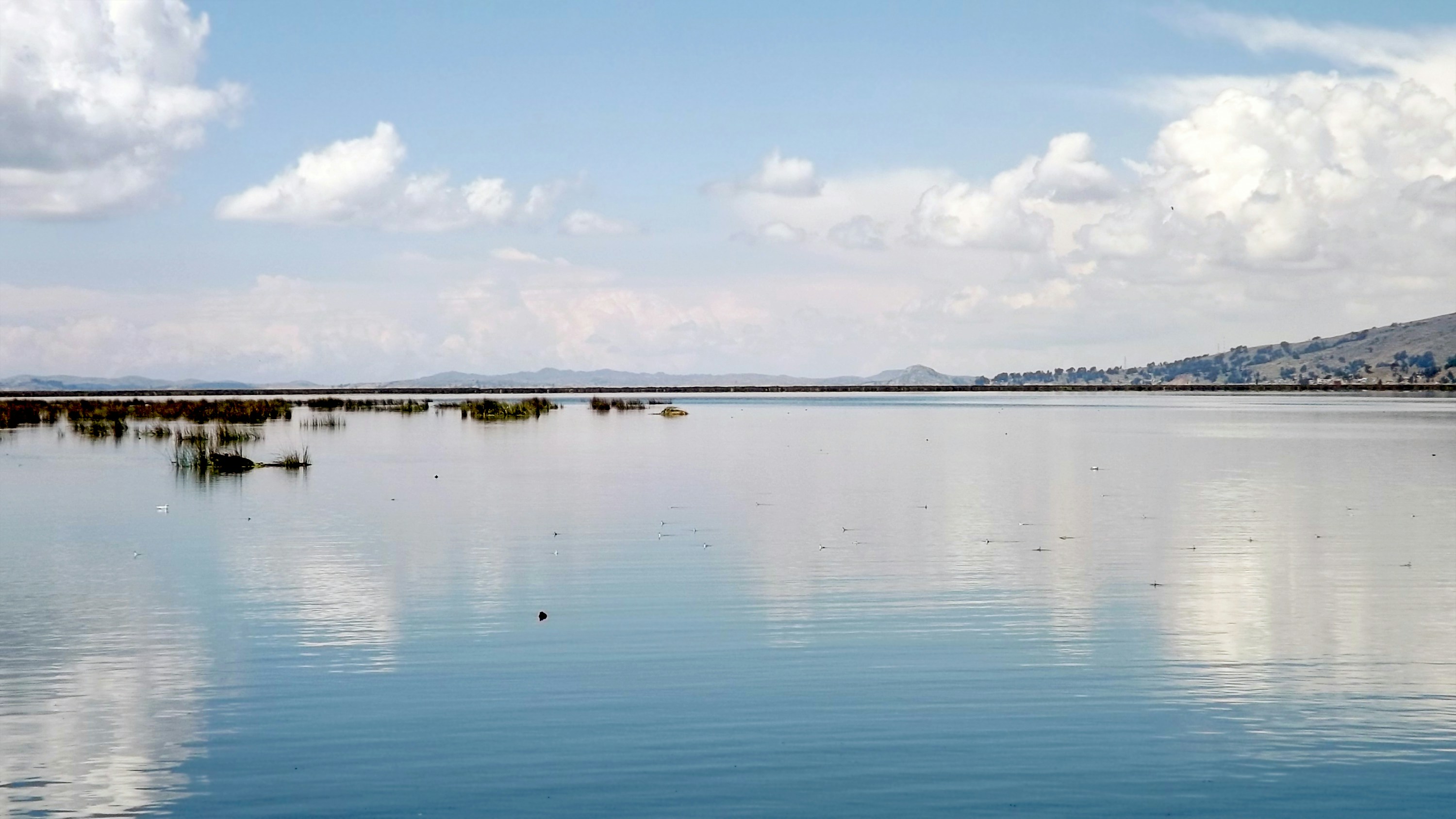 Calm waters of Lake Titicaca with totora reed beds and Andean hills, Puno, Peru