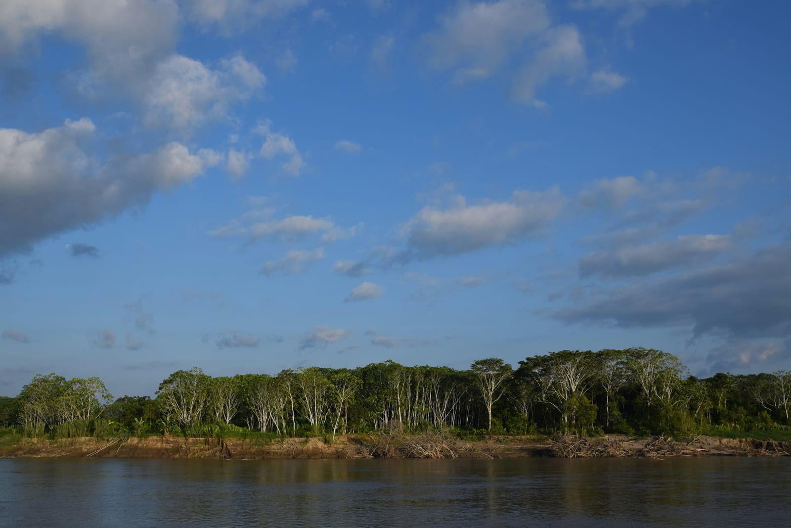 Amazon River and dense jungle canopy viewed from the water near Iquitos, Peru