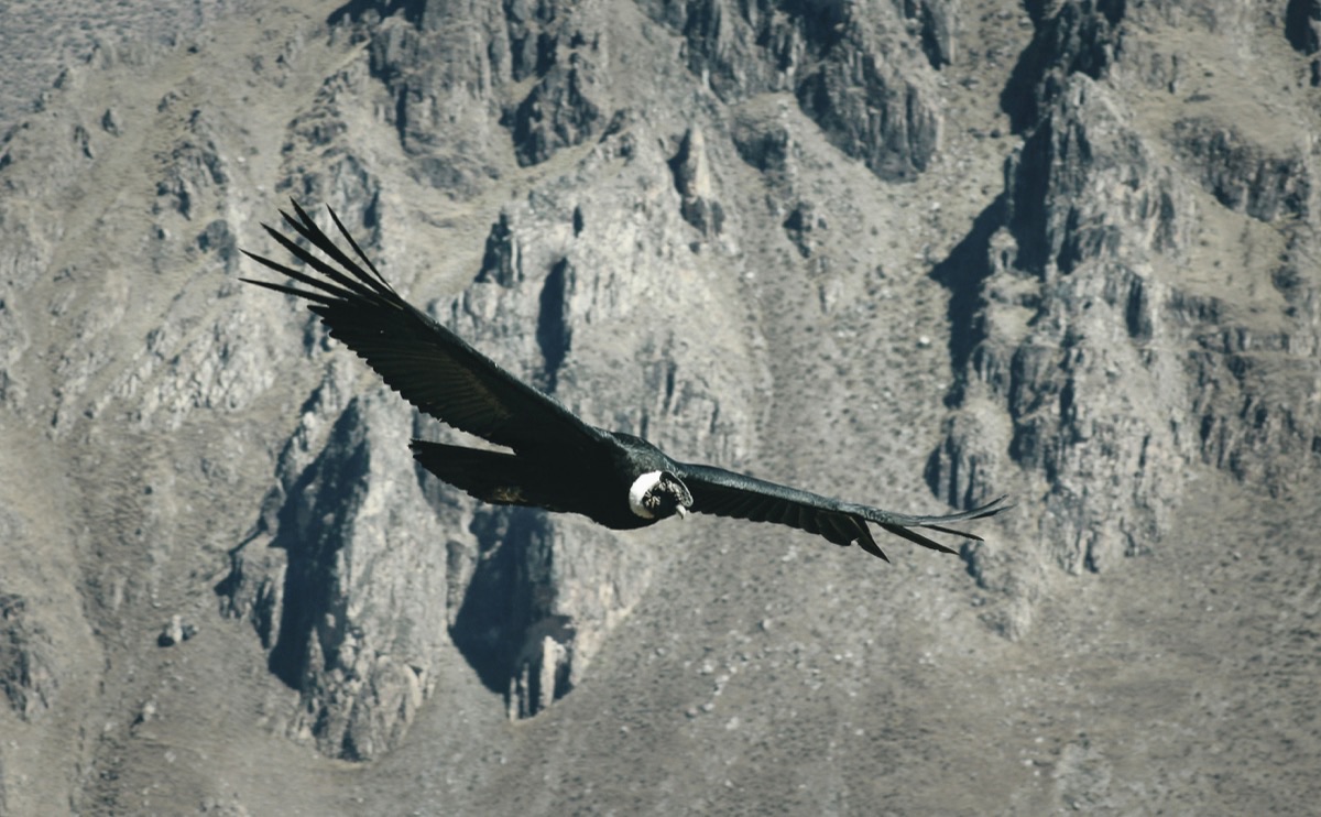 Andean condor soaring over the rocky cliffs of Colca Canyon, Peru