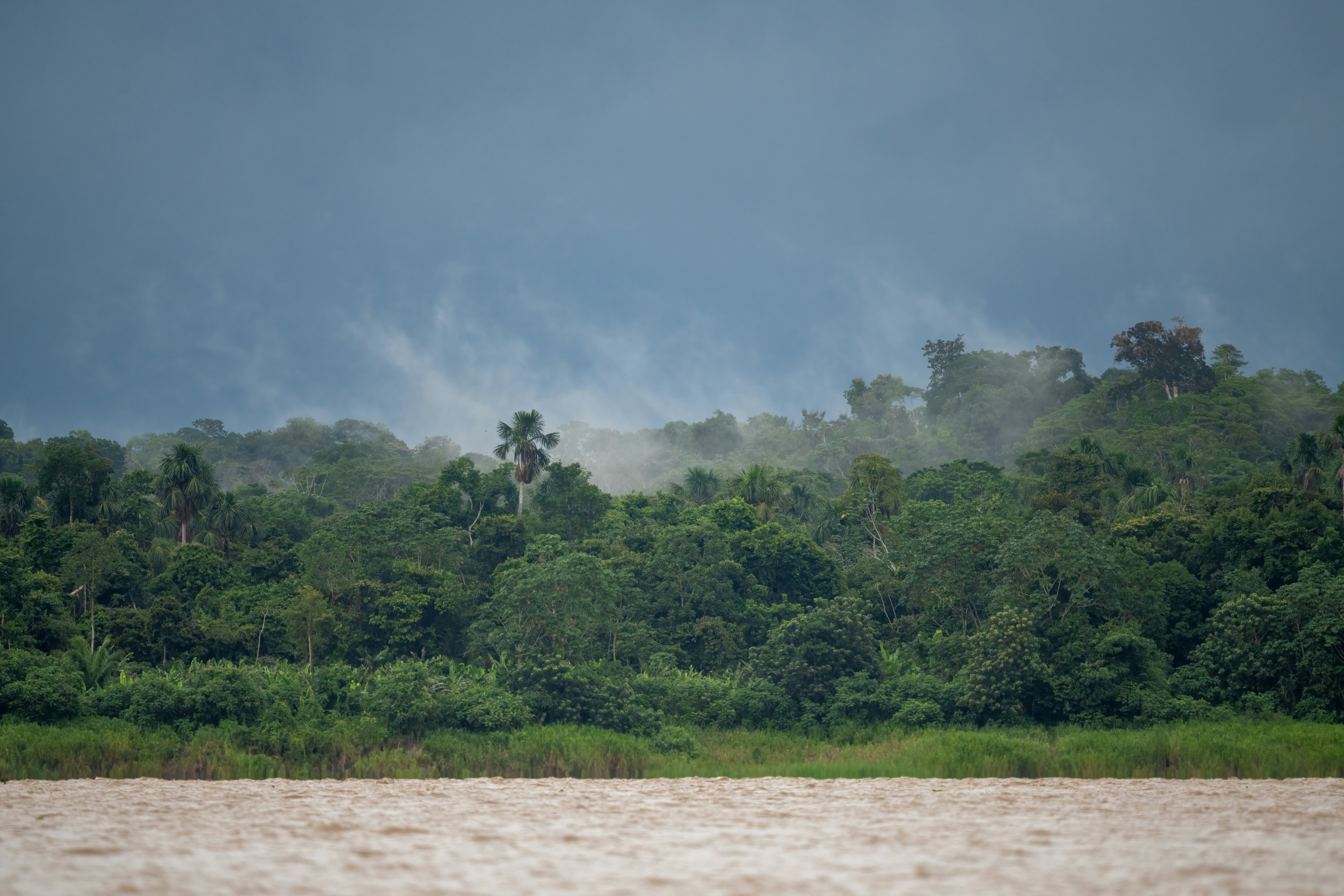 Misty Amazon rainforest canopy rising above muddy river banks, Iquitos, Peru
