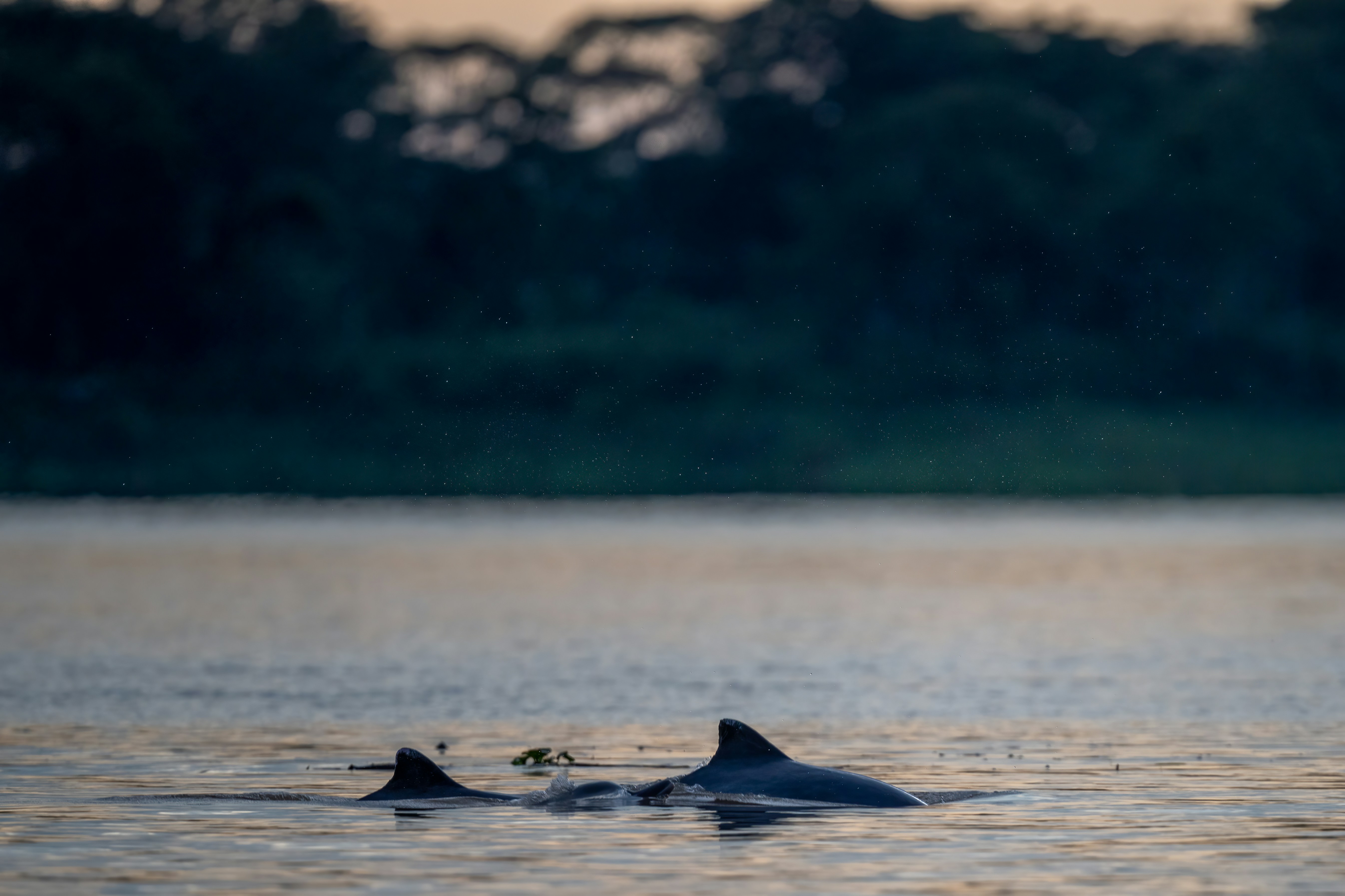 Two river dolphins swimming in the Amazon at dusk near Iquitos, Peru