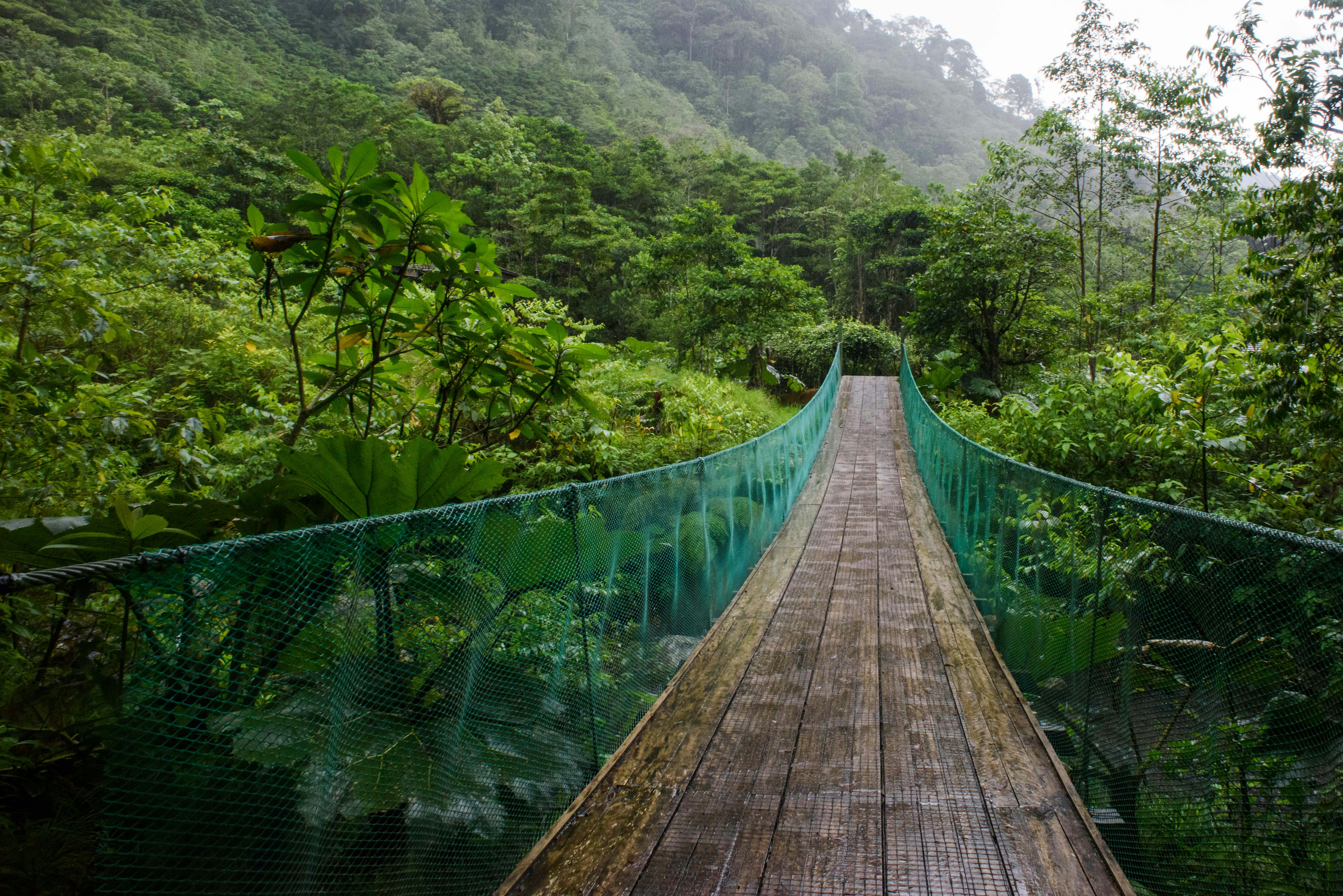 Suspension bridge through lush cloud forest in the Amazon foothills of Peru