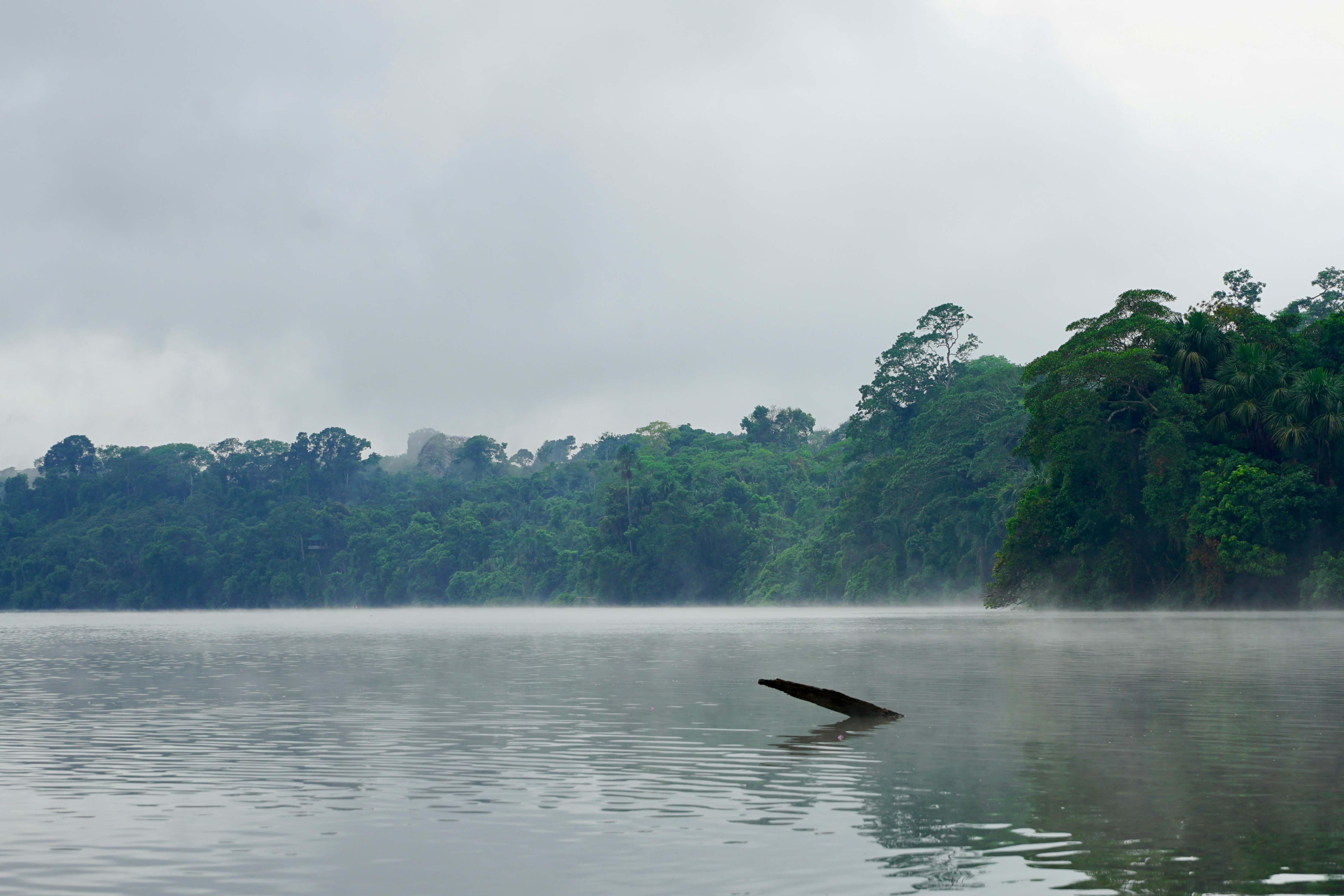 Misty Lago Sandoval at dawn with jungle canopy reflected in still water, Peru