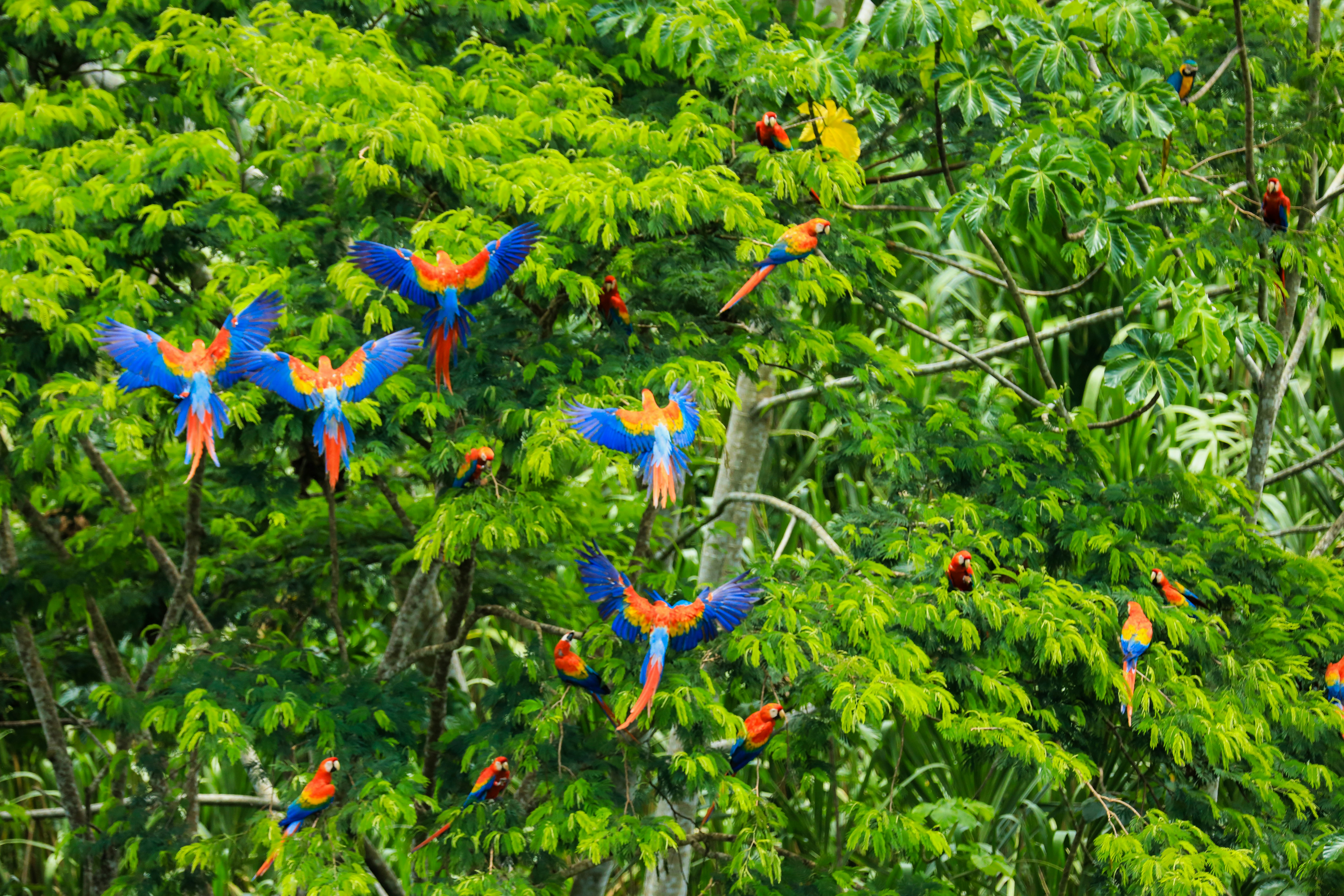 Scarlet macaws and blue-and-yellow macaws flying in Amazon jungle canopy, Peru