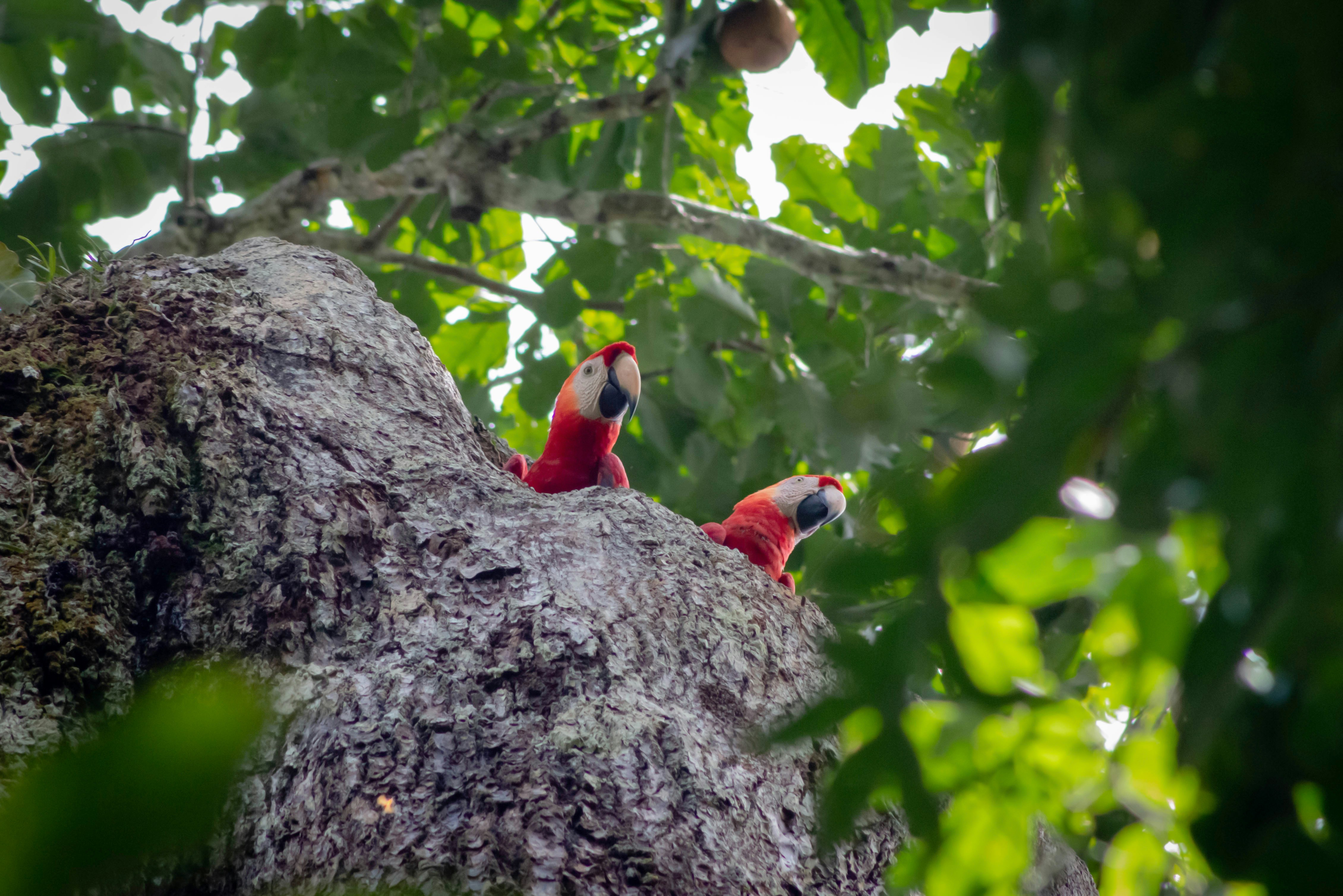 Scarlet macaws perched in a jungle tree, Puerto Maldonado, Peru