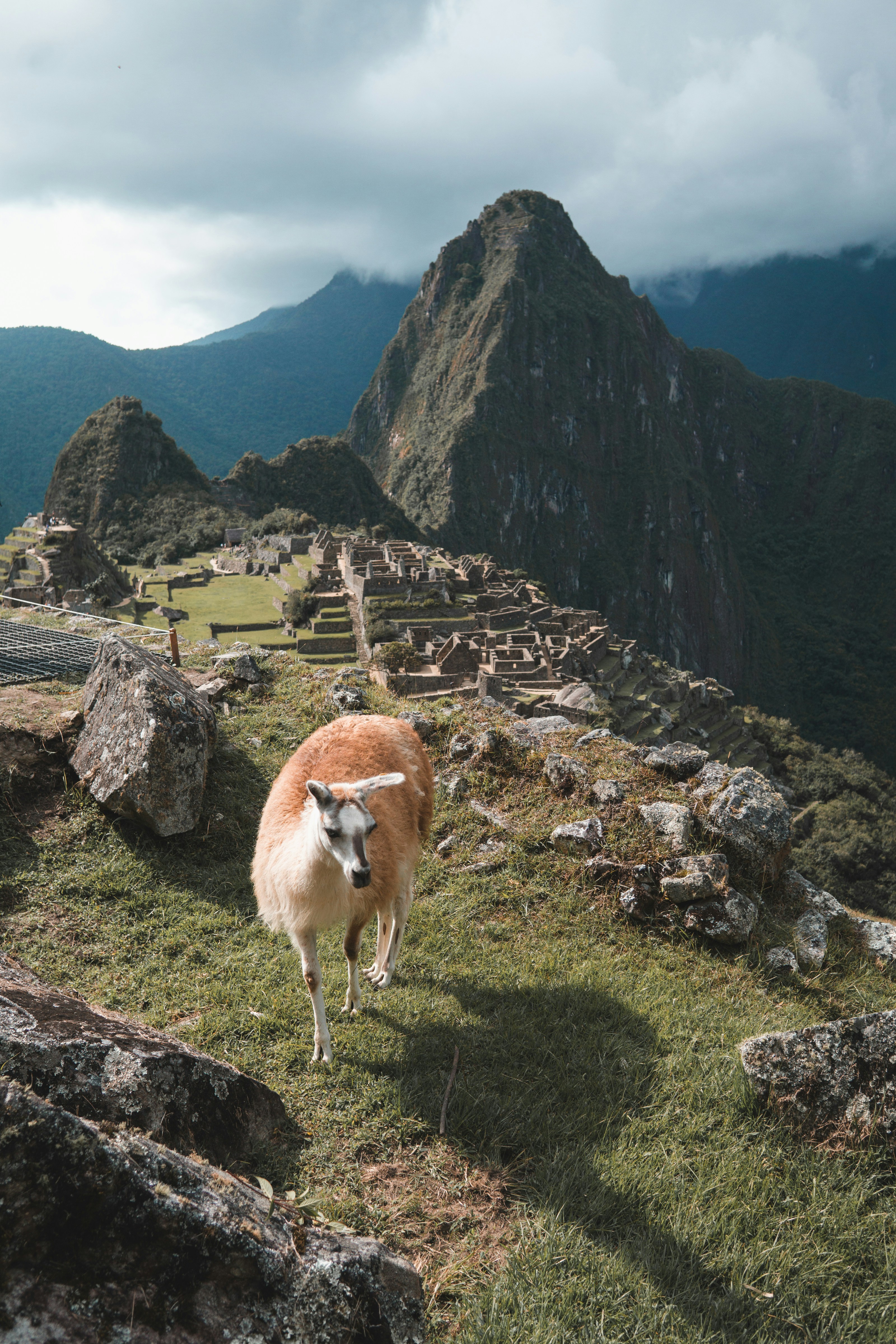 Llama at Machu Picchu with Huayna Picchu peak rising behind the ruins, Peru