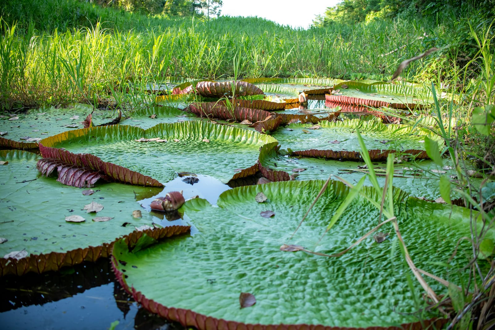 Giant Victoria amazonica lily pads floating on a calm Amazon jungle pond, Madre de Dios, Peru